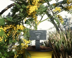 Mini-ardoise Pour Plante Personnalisable - Potager -Cadeaux 32da5591d64129bbe590e8cbd925b69e9abc44d27b77a61ff1dfd0b185b921993