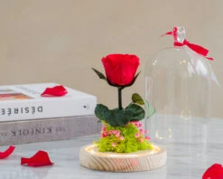 Rose Sous Cloche Lumineuse Avec Carte Personnalisable 6 Rose Sous Cloche Lumineuse Avec Carte Personnalisable -Cadeaux efba9979cec3a3101ee8f2fa1d7615b2835fcef9fddf13f1c325c527eeb235675
